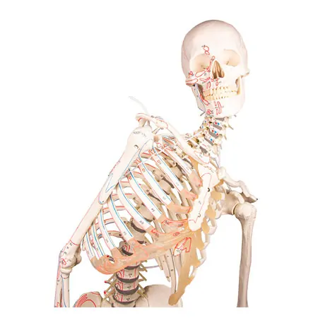 Skeleton with muscles incl. stand, flexible