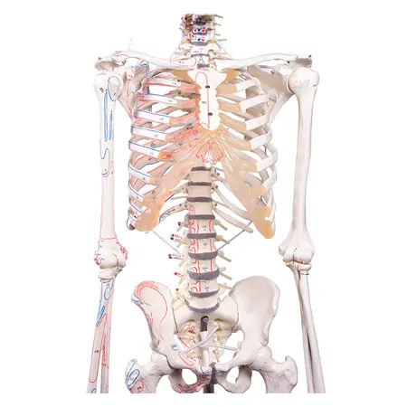 Skeleton with muscles incl. stand, flexible