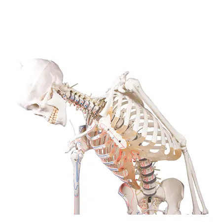 Skeleton with muscles incl. stand, flexible
