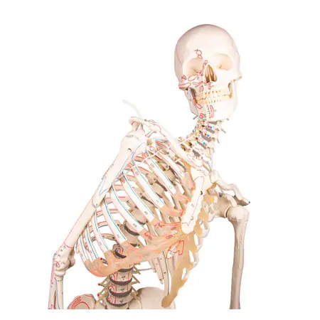 Skeleton with muscles incl. stand, flexible