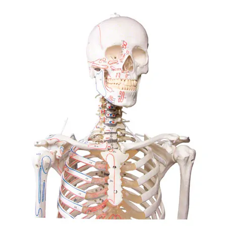 Skeleton with muscles incl. stand, flexible