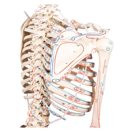 Skeleton with muscles incl. stand, flexible