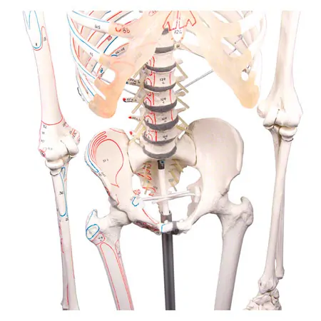 Skeleton with muscles incl. stand, flexible