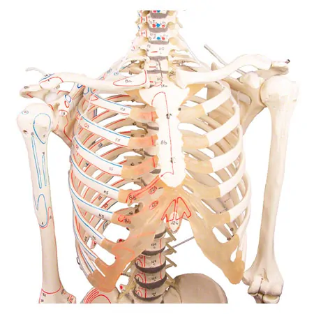 Skeleton with muscles incl. stand, flexible