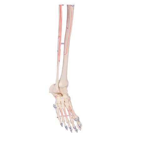 Skeleton with muscles incl. stand, flexible
