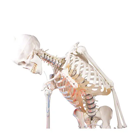 Skeleton with muscles incl. stand, flexible