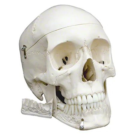 Skeleton Super with ligaments incl. stand, 180 cm