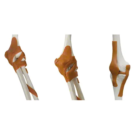 Skeleton Super with ligaments incl. stand, 180 cm