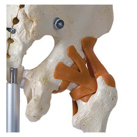 Skeleton Super with ligaments incl. stand, 180 cm