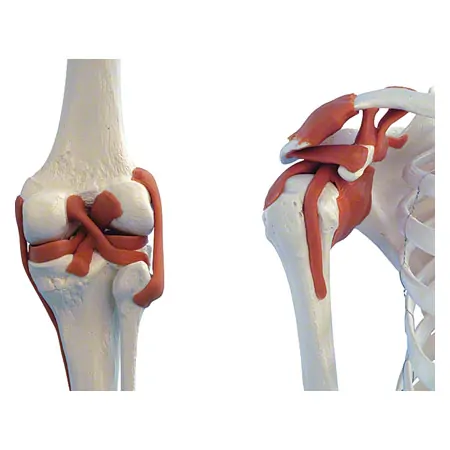 Skeleton Super with ligaments incl. stand, 180 cm