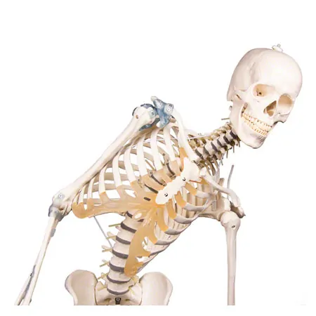 Movable skeleton with ligament apparatus including stand, 176 cm