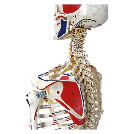 Skeleton super with muscles and ligaments incl. tripod