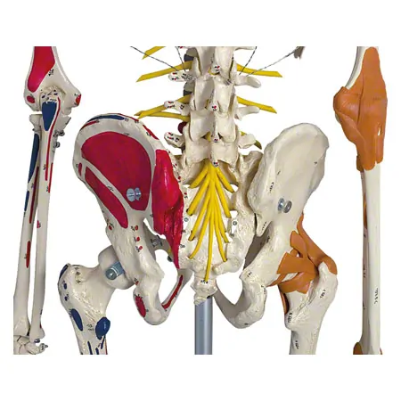 Skeleton super with muscles and ligaments incl. tripod