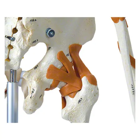 Skeleton super with muscles and ligaments incl. tripod