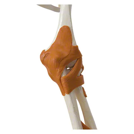 Skeleton super with muscles and ligaments incl. tripod