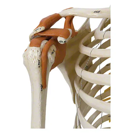 Skeleton super with muscles and ligaments incl. tripod