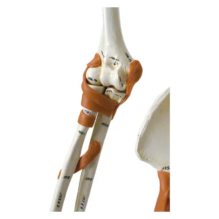 Skeleton super with muscles and ligaments incl. tripod