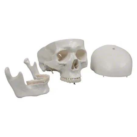 Skeleton Hugo incl. Tripod, 178 cm