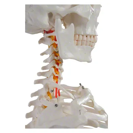 Skeleton Hugo incl. Tripod, 178 cm