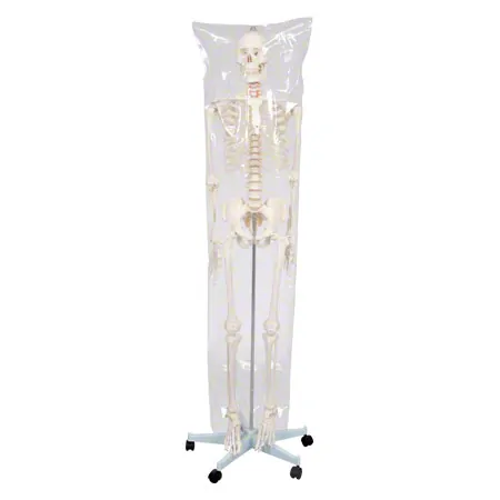 Skeleton Hugo incl. Tripod, 178 cm