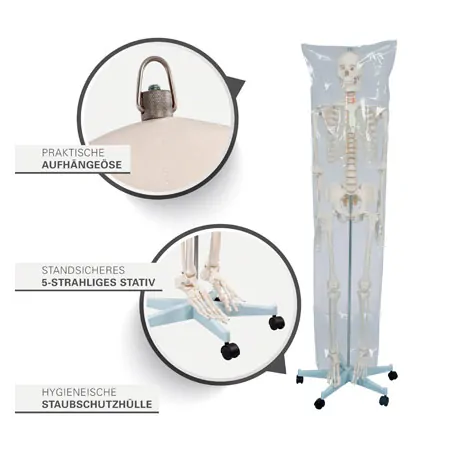 Skeleton Hugo incl. Tripod, 178 cm