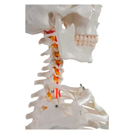 Skeleton Hugo incl. Tripod, 178 cm