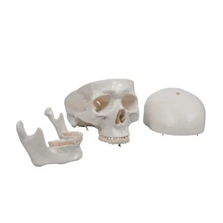 Skeleton Hugo incl. Tripod, 178 cm