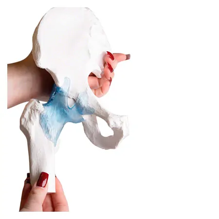 Hip joint, L x W x H 17 x 17 x 23 cm