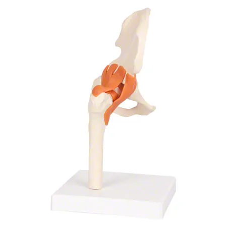 Hip joint, LxWxH 17x17x23 cm