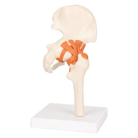 Hip joint, LxWxH 17x17x23 cm