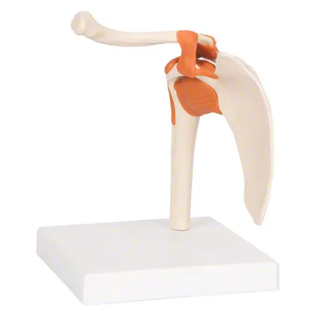 Shoulder joint, LxWxH 17x17x23 cm