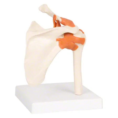 Shoulder joint, LxWxH 17x17x23 cm
