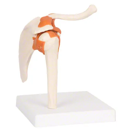 Shoulder joint, LxWxH 17x17x23 cm