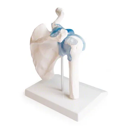 shoulder joint, L x B x H 16 x 13 x 18,5 cm