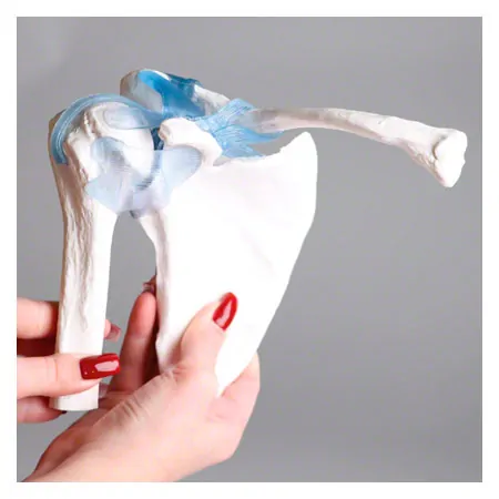 shoulder joint, L x B x H 16 x 13 x 18,5 cm
