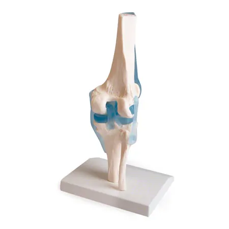 Knee joint, LxWxH 13x13x40 cm