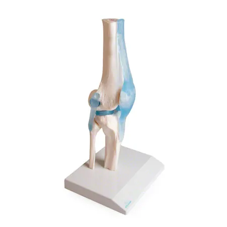 Knee joint, LxWxH 13x13x40 cm