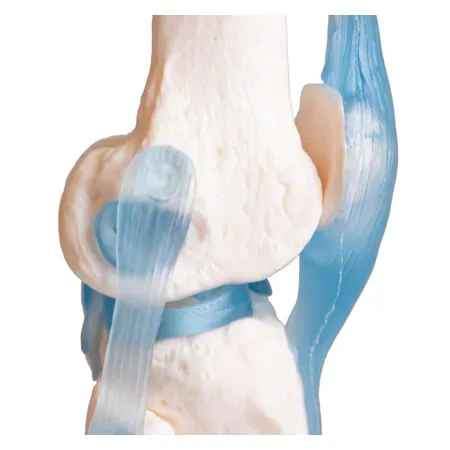 Knee joint, LxWxH 13x13x40 cm