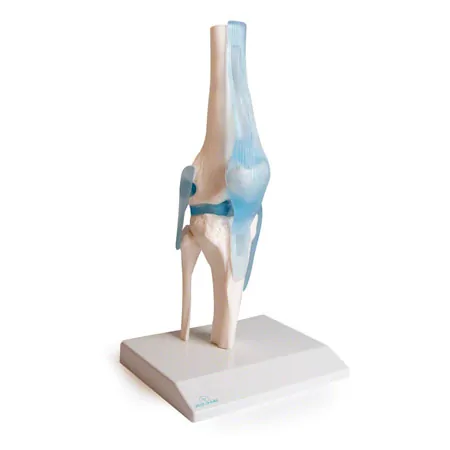 Knee joint, LxWxH 13x13x40 cm