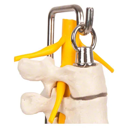 Thoracic spine with nerve cord, flexible