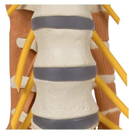 Pelvis with lumbar spine and lumbar muscles, LxHxB 39x26x21 cm