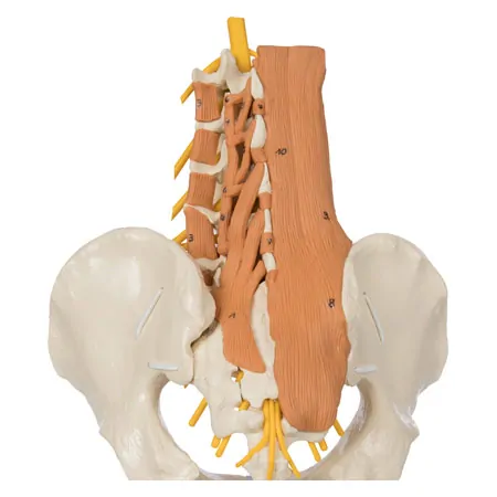 Pelvis with lumbar spine and lumbar muscles, LxHxB 39x26x21 cm