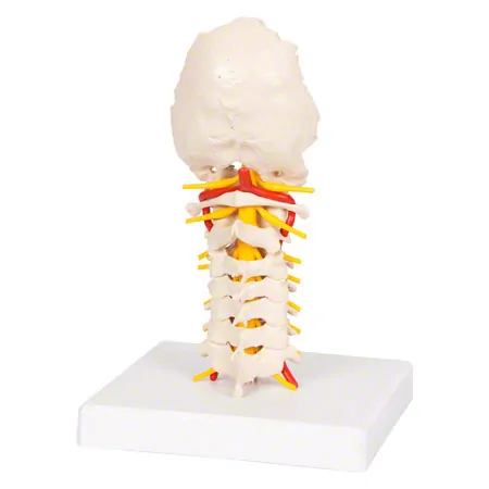 Cervical spine, LxWxH 19x19x25 cm