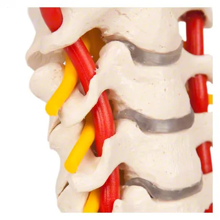 Cervical spine, LxWxH 19x19x25 cm