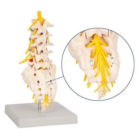 Lumbar spine, LxWxH 19x19x27 cm