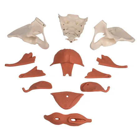 Female pelvis with pelvic floor muscles