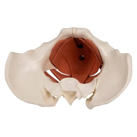 Female pelvis with pelvic floor muscles