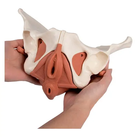 Female pelvis with pelvic floor muscles
