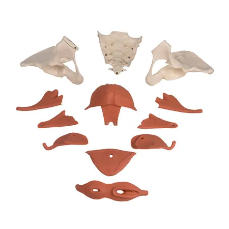 Female pelvis with pelvic floor muscles