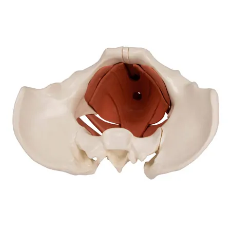 Female pelvis with pelvic floor muscles
